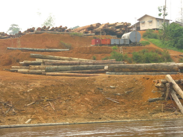 Logging along the river