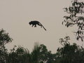 Flying monkey in Muara Muntai