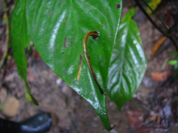 LEECH on a leaf!