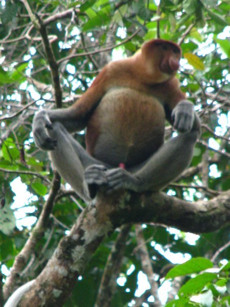 Proboscis monkeys 