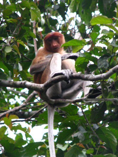 Proboscis monkeys 