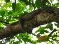 Monitor Lizard on a Branch