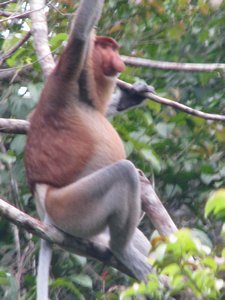Male Proboscis monkey