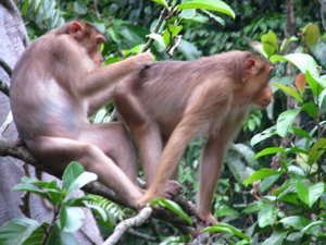 Macaque monkeys