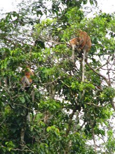 proboscis Monkeys