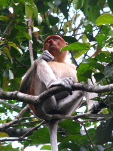 proboscis Monkey 