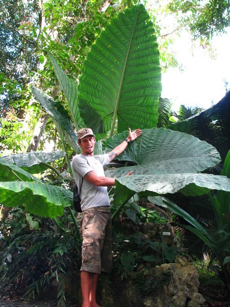 Dale and the huge leaves