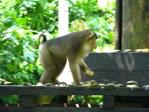 Naughty macaque monkey