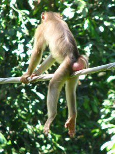 Naughty Macaque