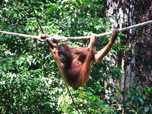 Orangutan doing gymnastics