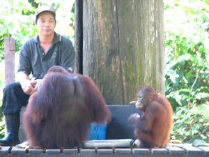 Ranger with the Orangutans