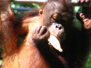 Cute young Orangutan