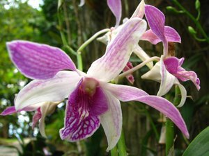 Hybrid Orchid
