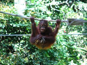 Cute young orangutan