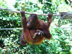 cute young orangutan