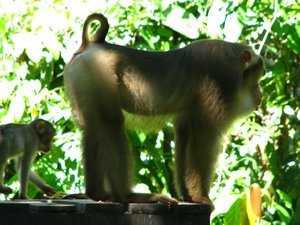 Huge Macaque monkey
