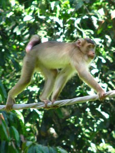 Macaque monkey at Sepilok