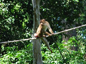 Macaque monkey in Sepilok