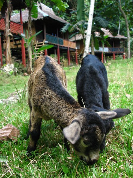 Goats at Nuts Huts