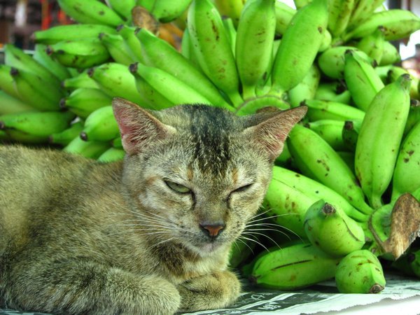 Cat in the market!