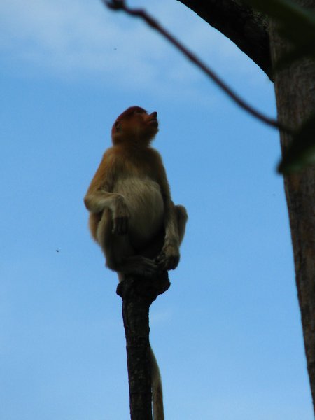 Proboscis MOnkey