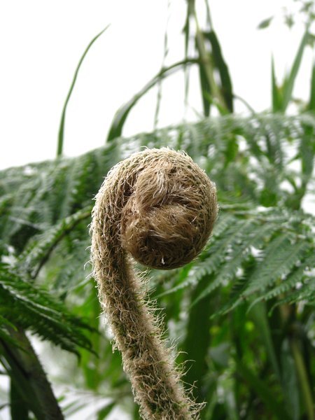 Giant tree fern