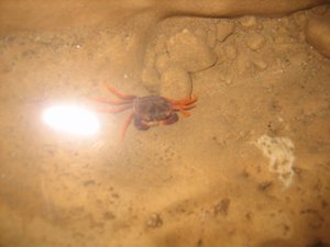 Crab in the cave