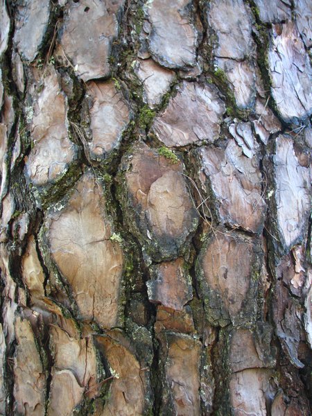 Thick bark on the pine trees