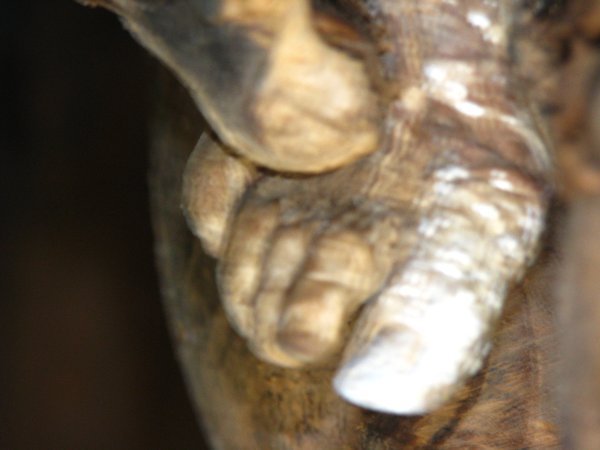 Toe of a mummy