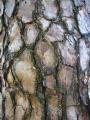 Thick bark on the pine trees