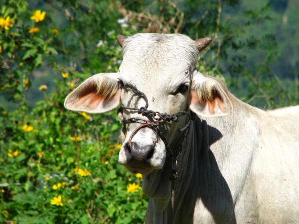 Pretty cow