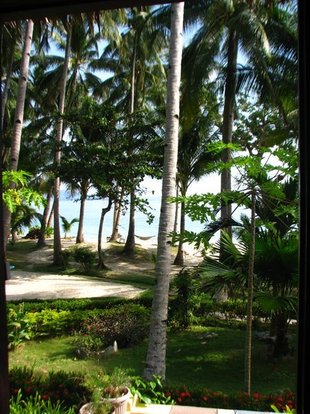 Coconut garden