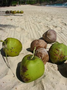 Coconuts on Cacnipa