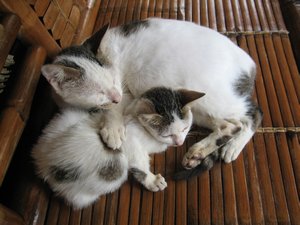 Mummy cat & Munchkin