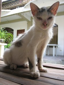 Teenage cat posing