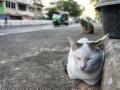 Bangkok cat