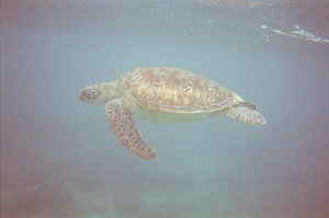 Turtle Apo Island