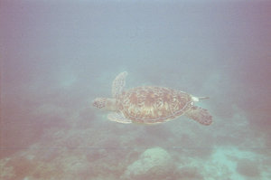 Turtle Apo Island