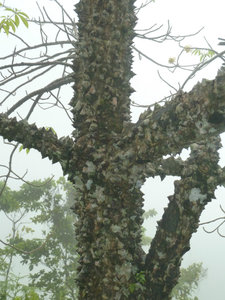 Warty Tree!
