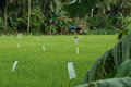 Rice paddies around Donsol