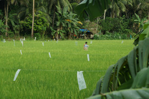 Rice paddies around Donsol