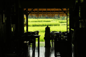 Restaurant overlooking rice paddies