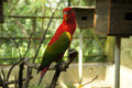 Parrot - Bird Park