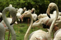 Flamingos - Bird Park