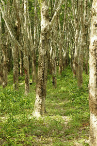Rubber Tree plantation