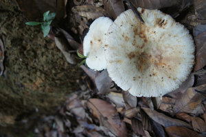 Fungi!