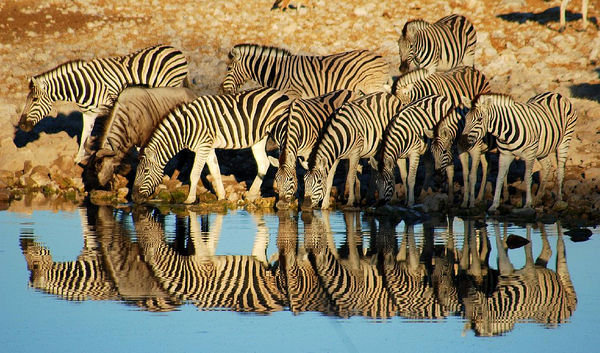 Zebras At The Waterhole