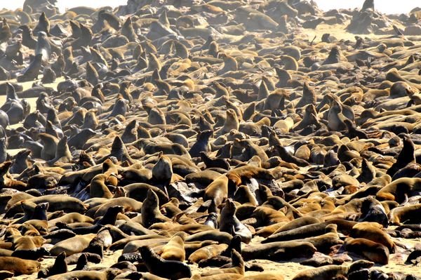 Beach Of Seals