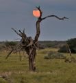 Dead Tree Moon