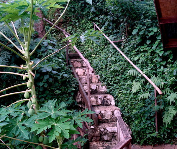 Steps to Bungalow